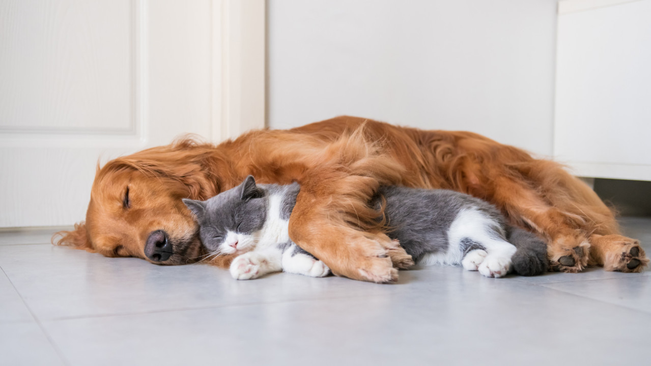 dog and cat sleeping